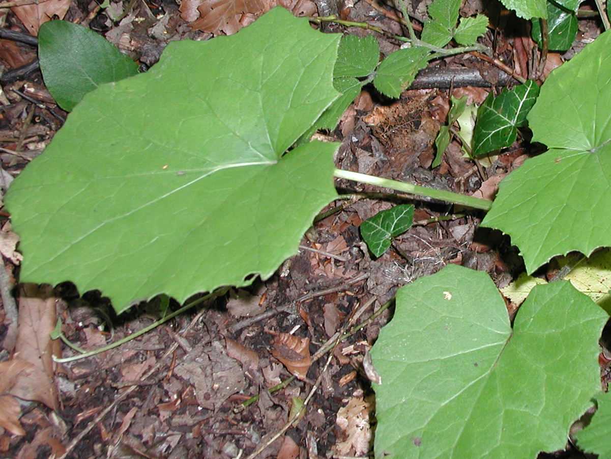 Coltsfoot (leaves only)