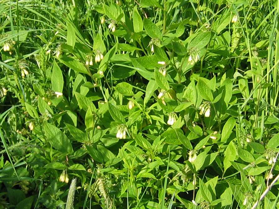 Tuberous Comfrey