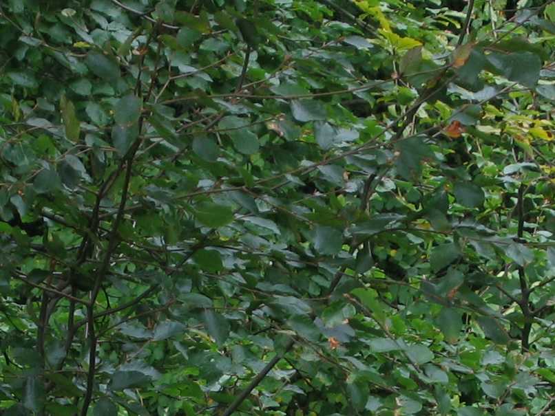 Copper Beech