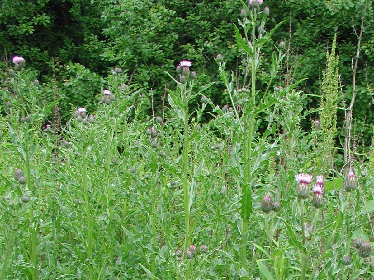Creeping Thistle
