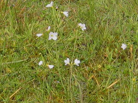 Cuckoo Flower