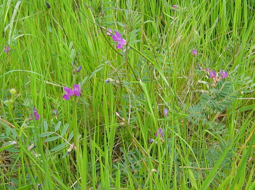Common Vetch