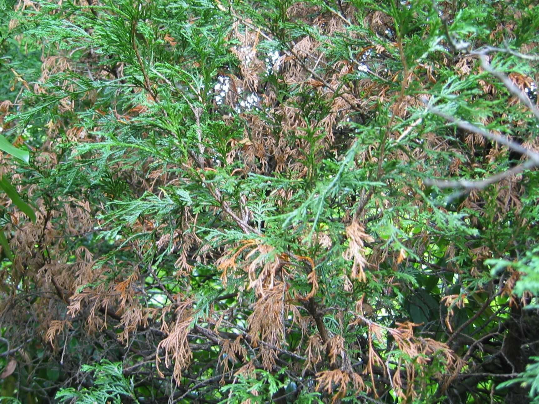 Lawson's Cypress