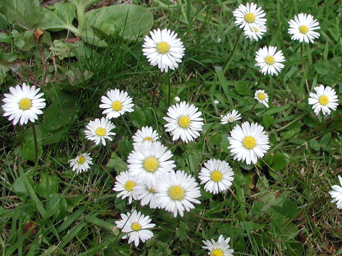 Daisy