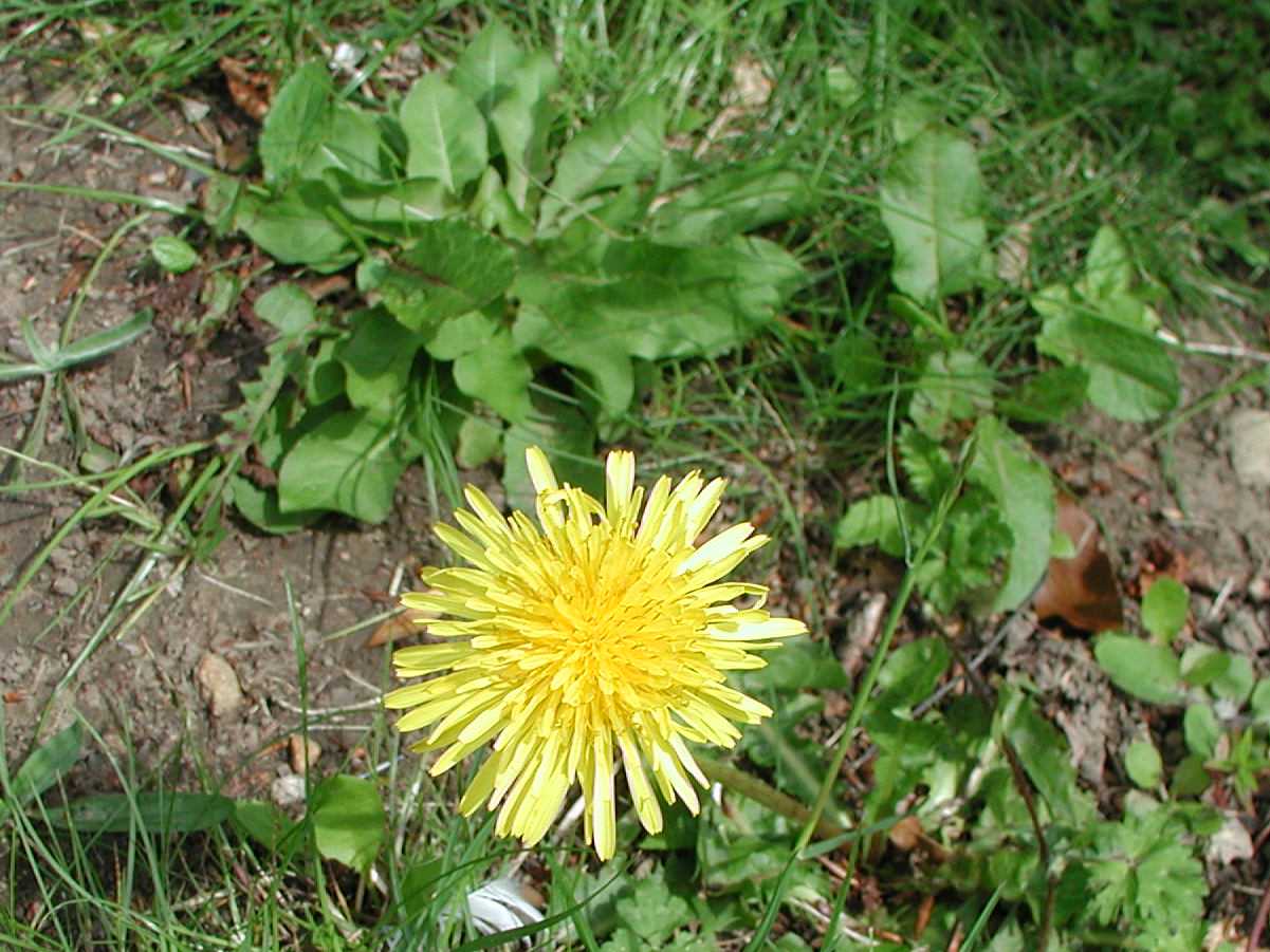 Dandelion