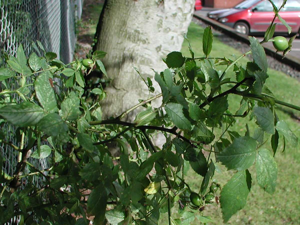 Dog Rose