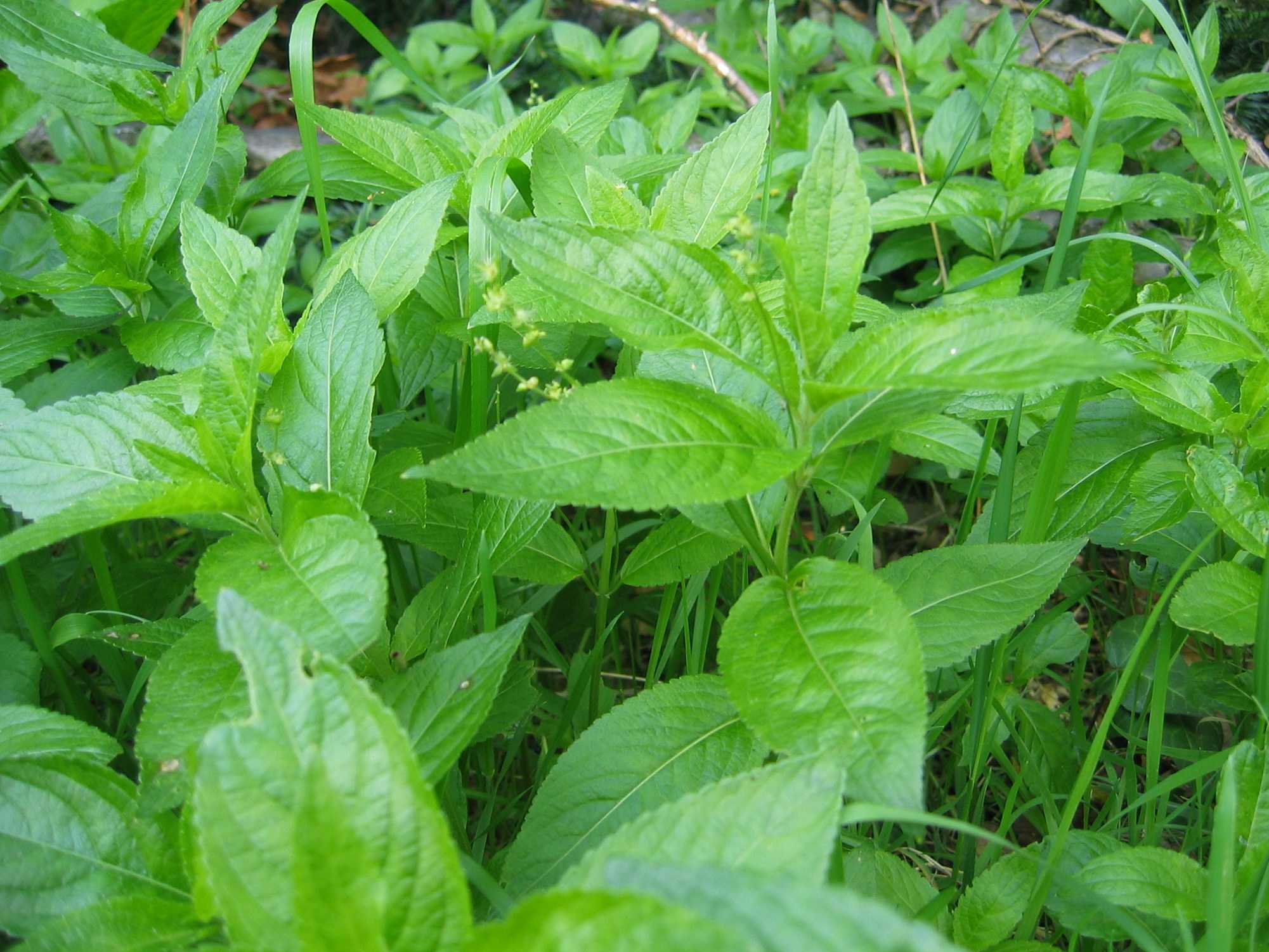 Dog's Mercury
