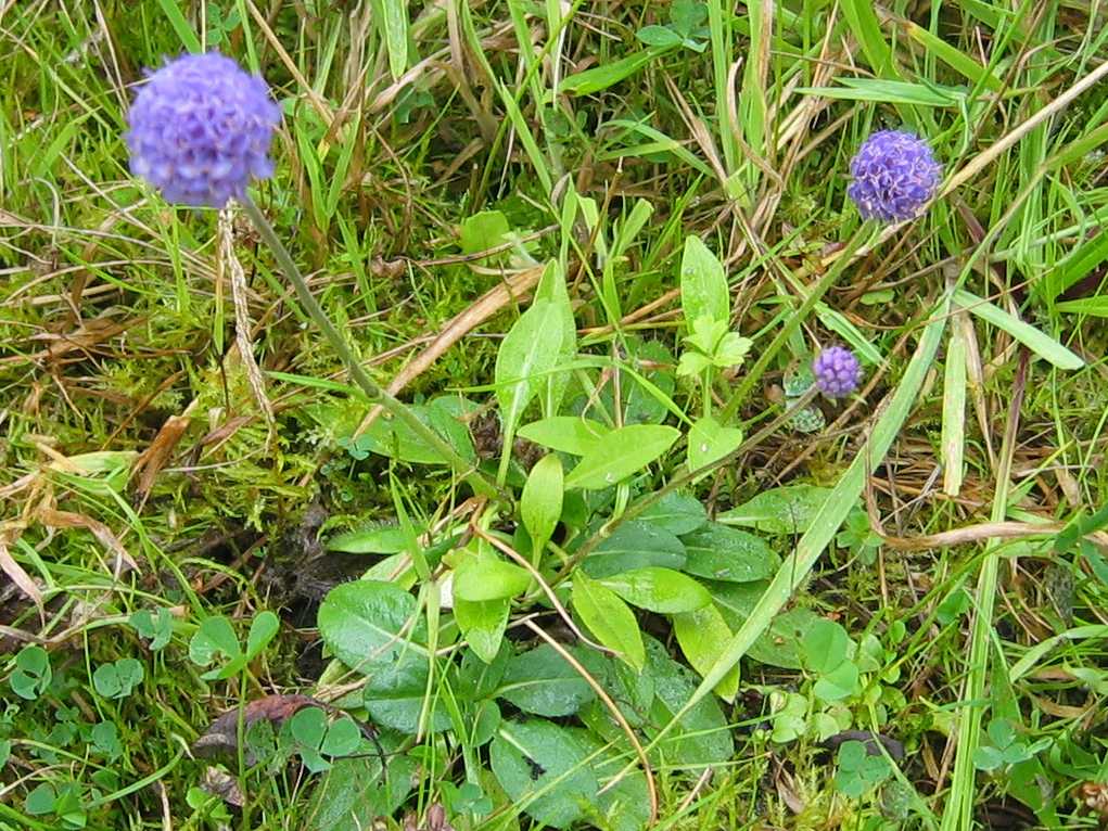 Devilsbit Scabious