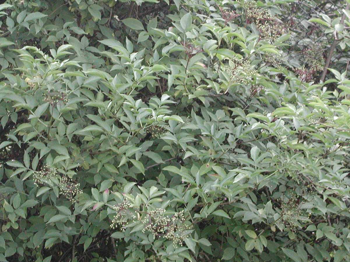 Elder