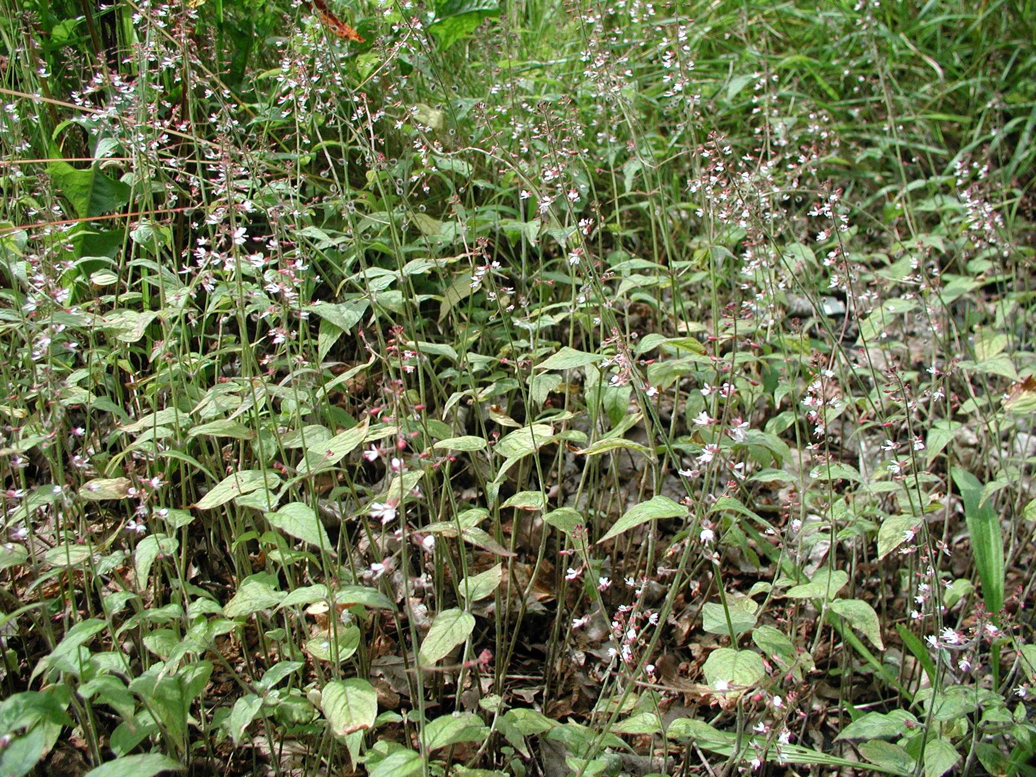 Upland Enchanter's Nightshade