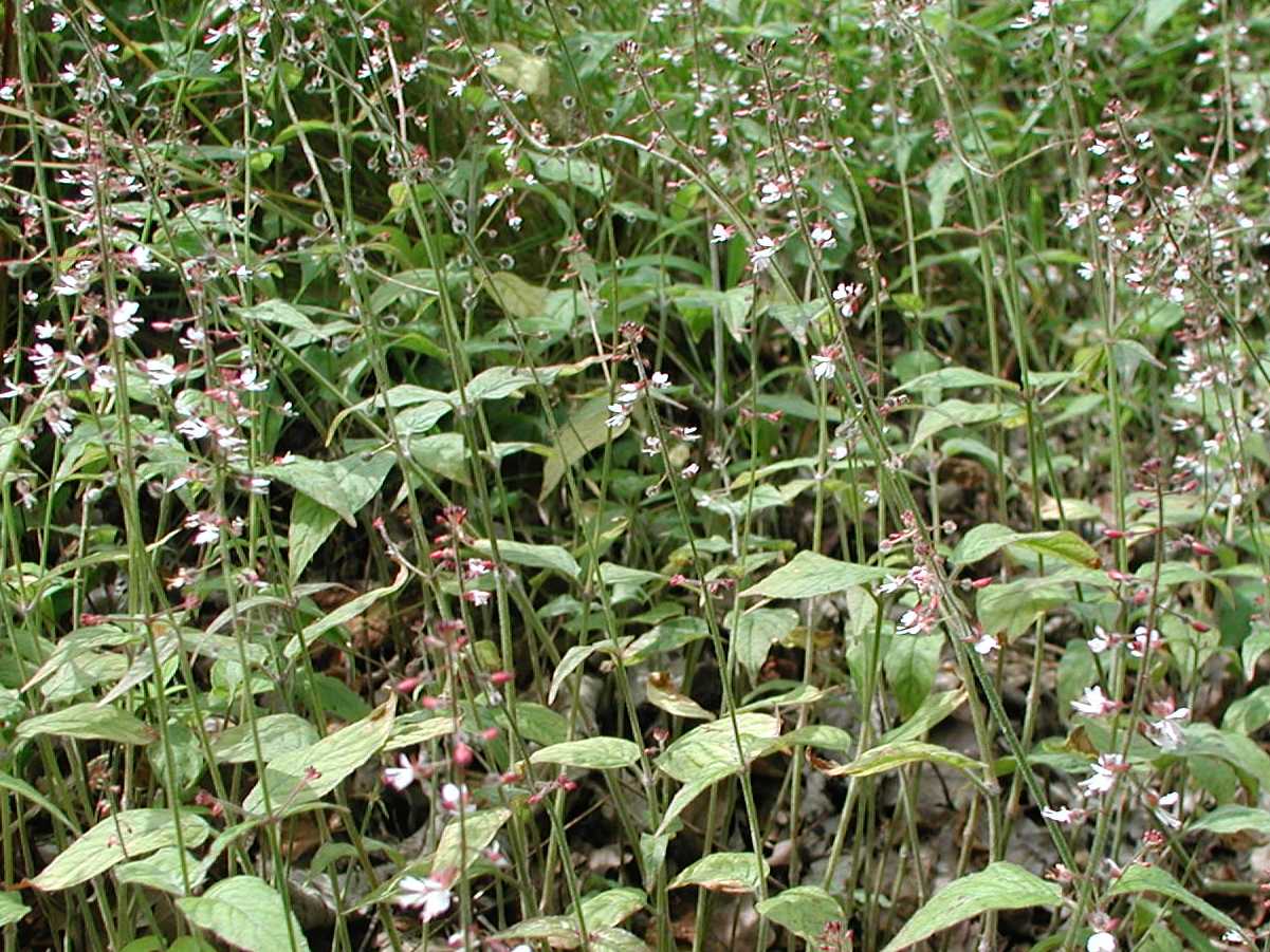 Upland Enchanter's Nightshade