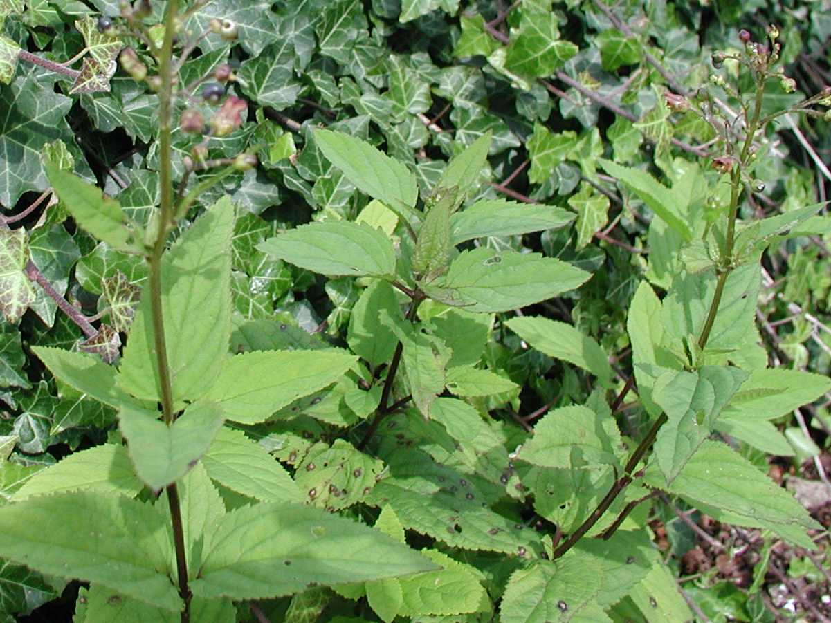Common Figwort