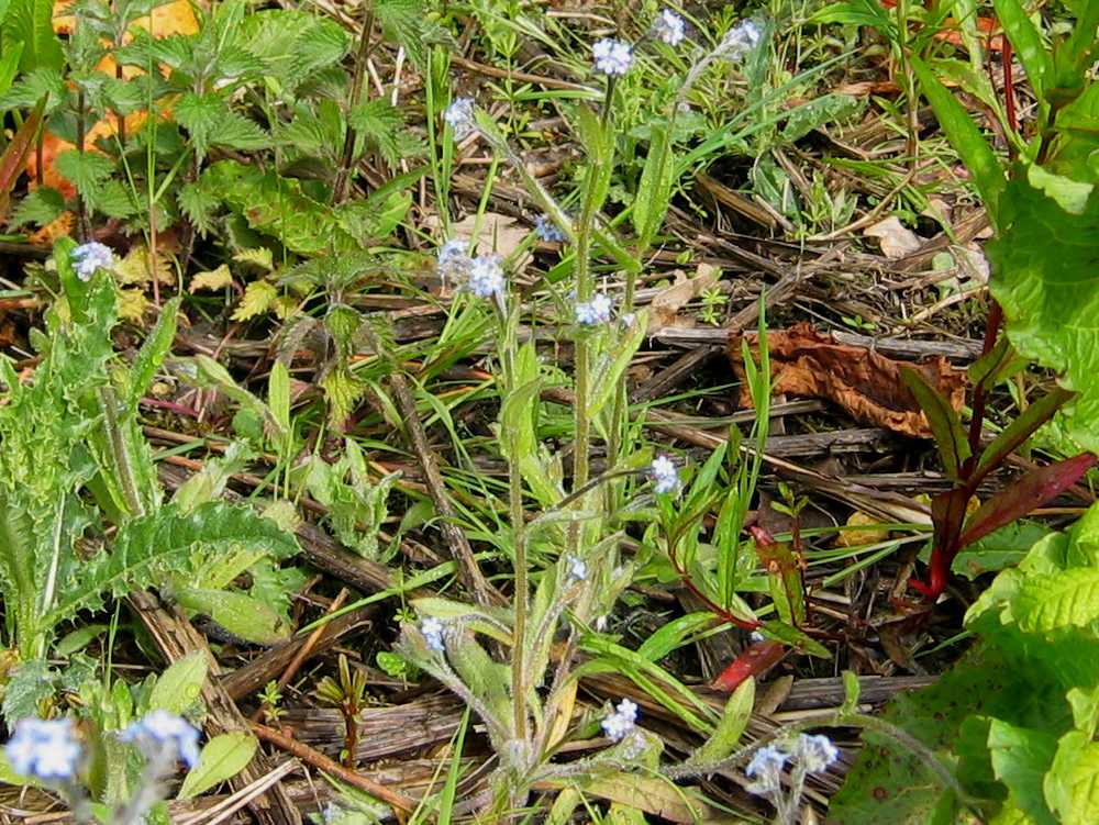 Field Forgetmenot