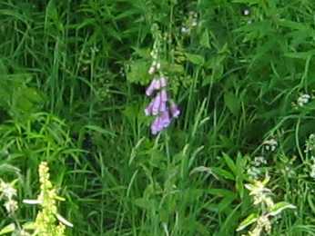 Foxglove