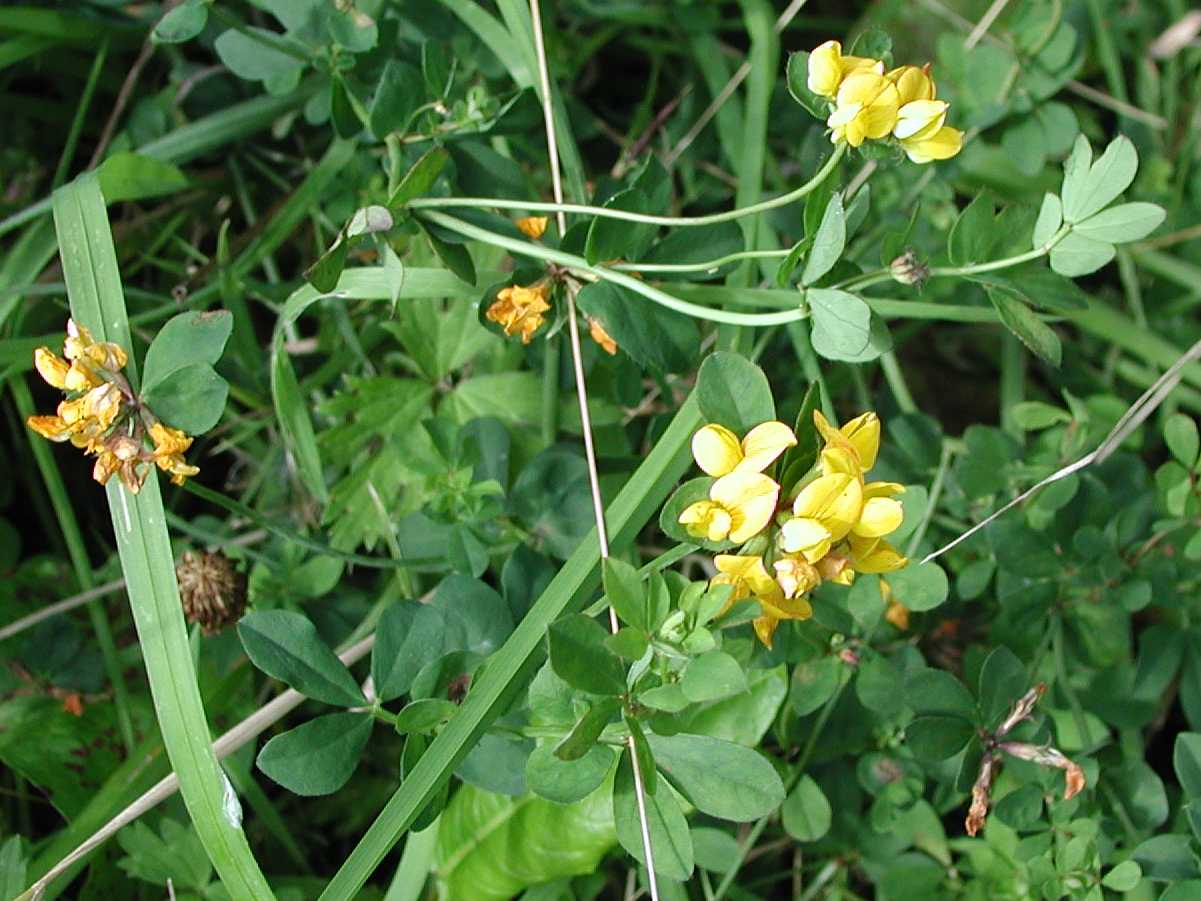 Greater Birdsfoot Trefoil