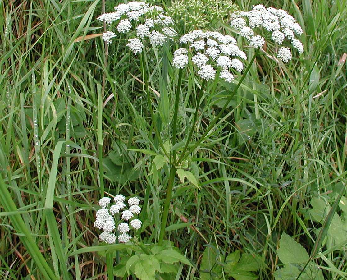 Ground Elder