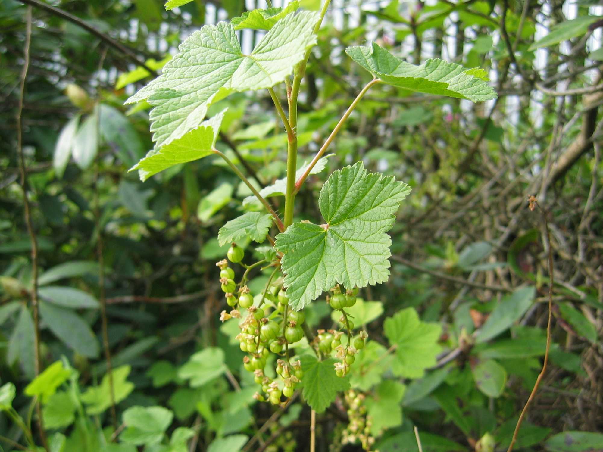 Gooseberry