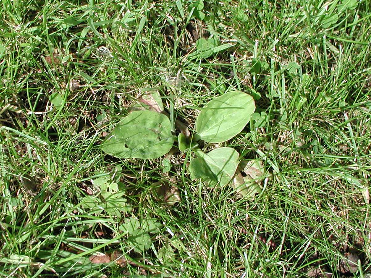 Greater Plantain (leaves only)