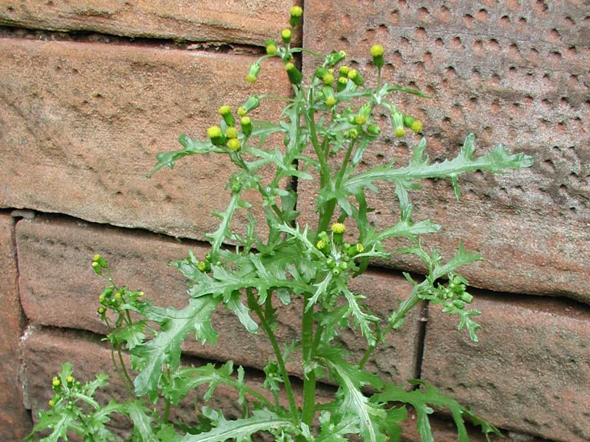 Groundsel