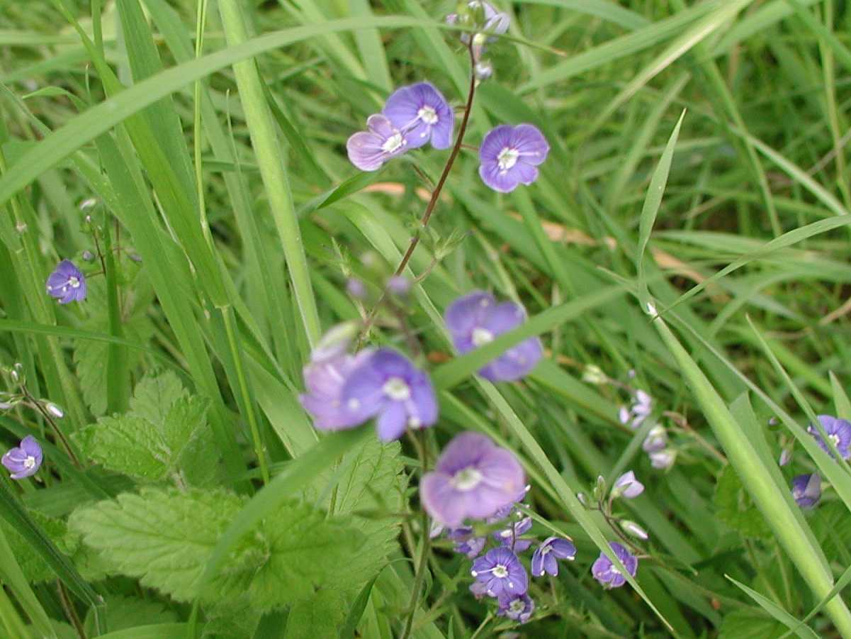 Germander Speedwell
