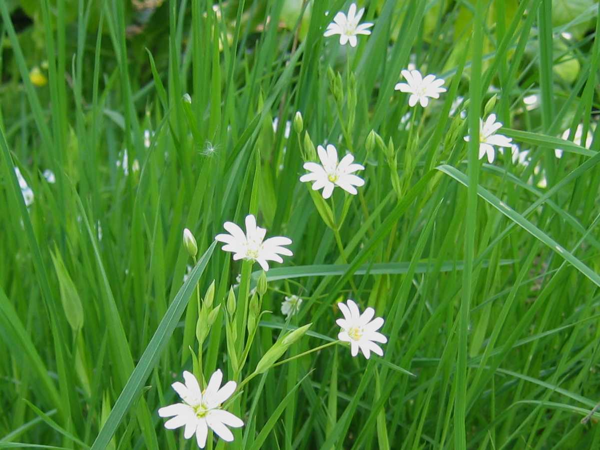 Greater Stitchwort