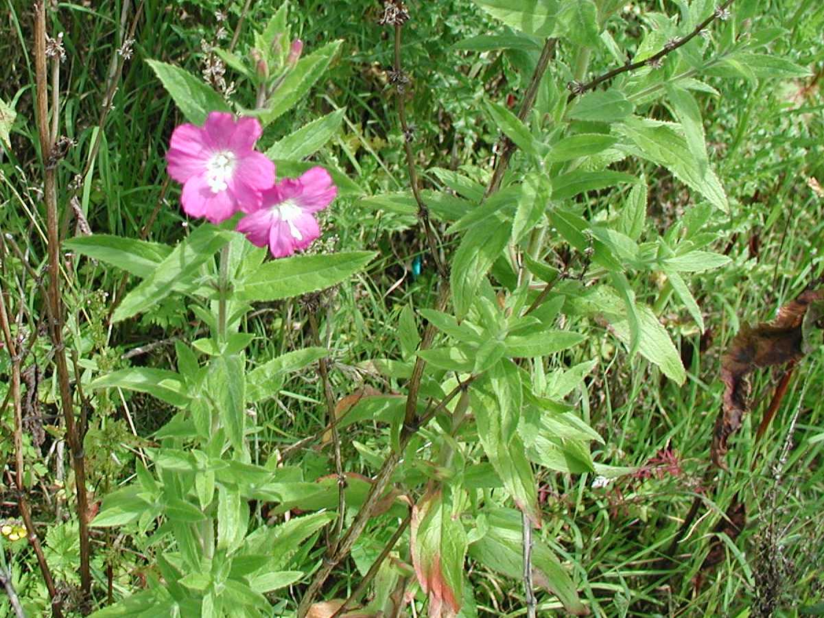 Great Willowherb