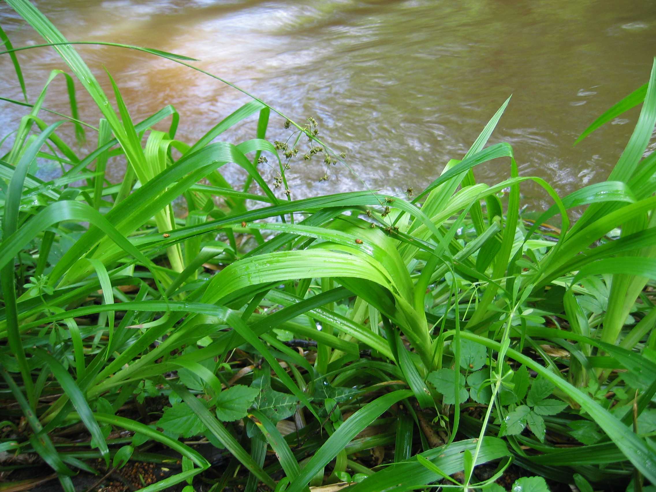 Great Wood-rush