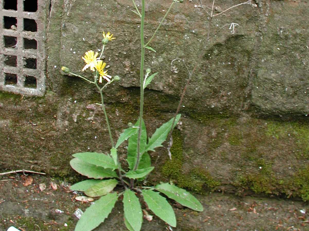 Common Hawkweed
