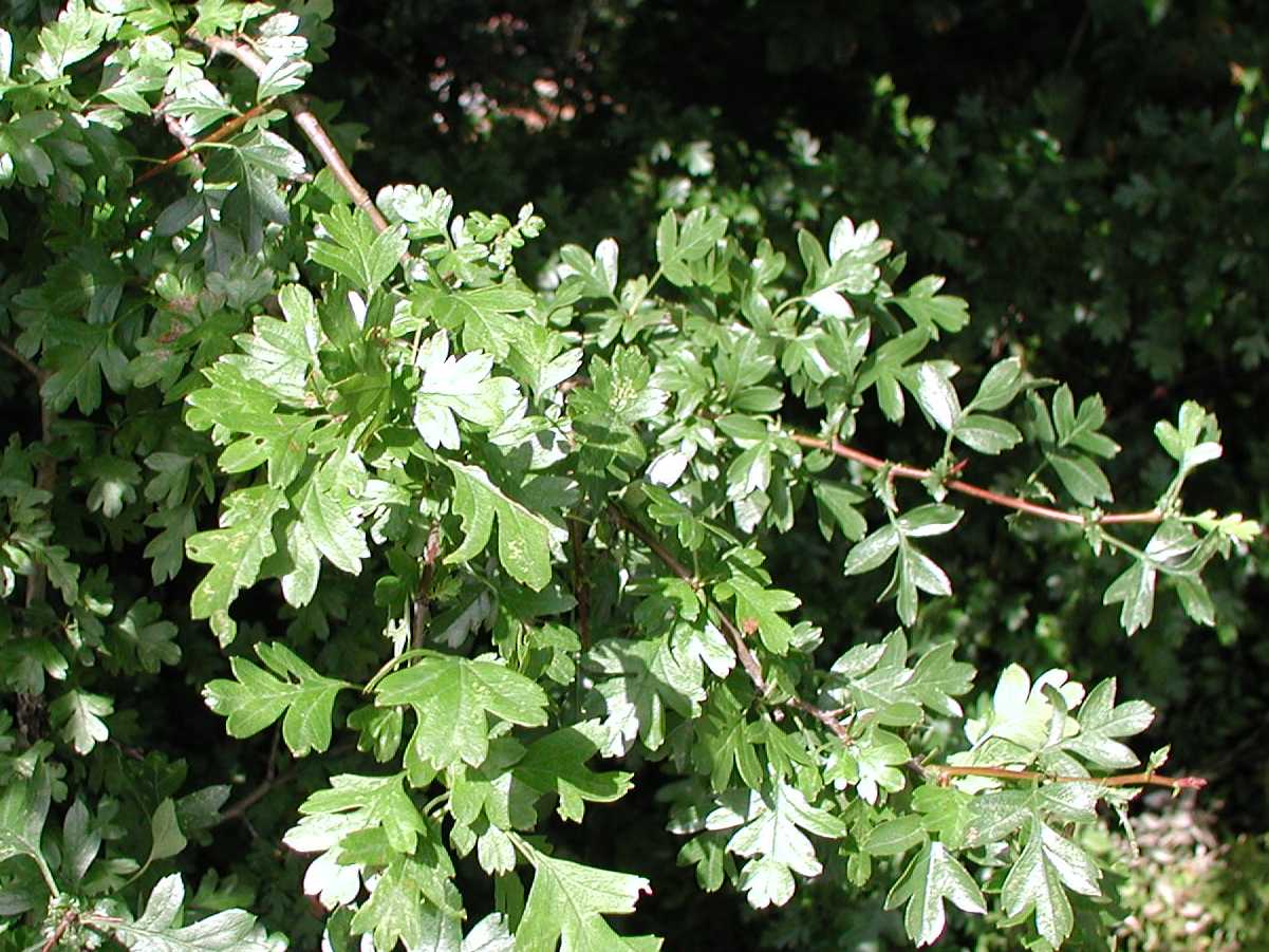 Hawthorn