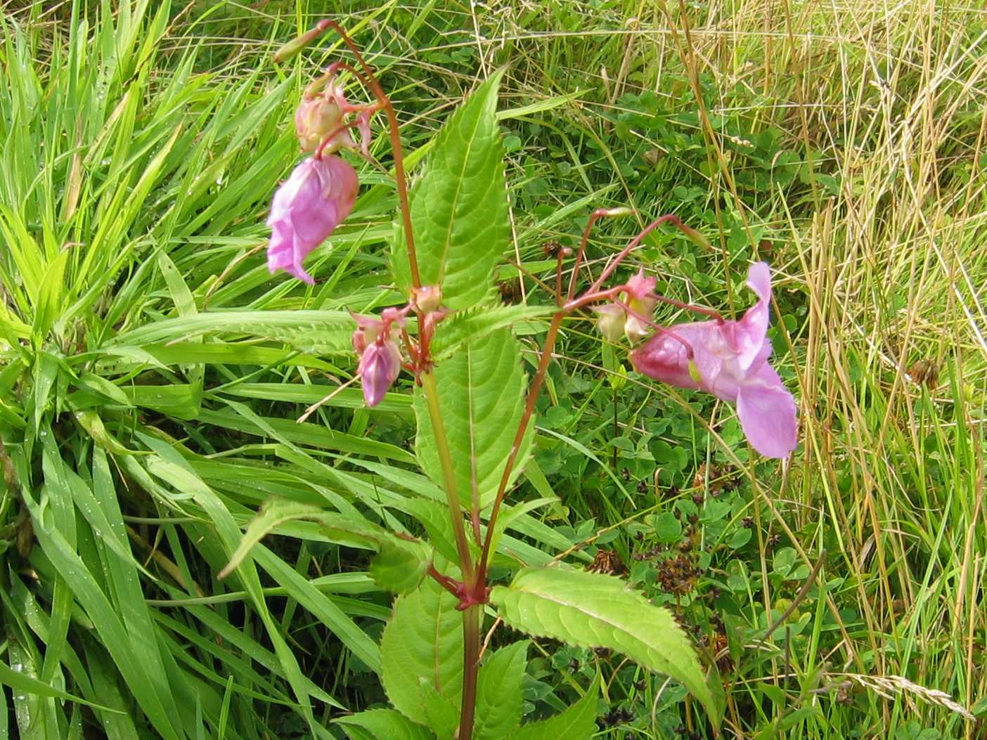 Himalayan Balsam