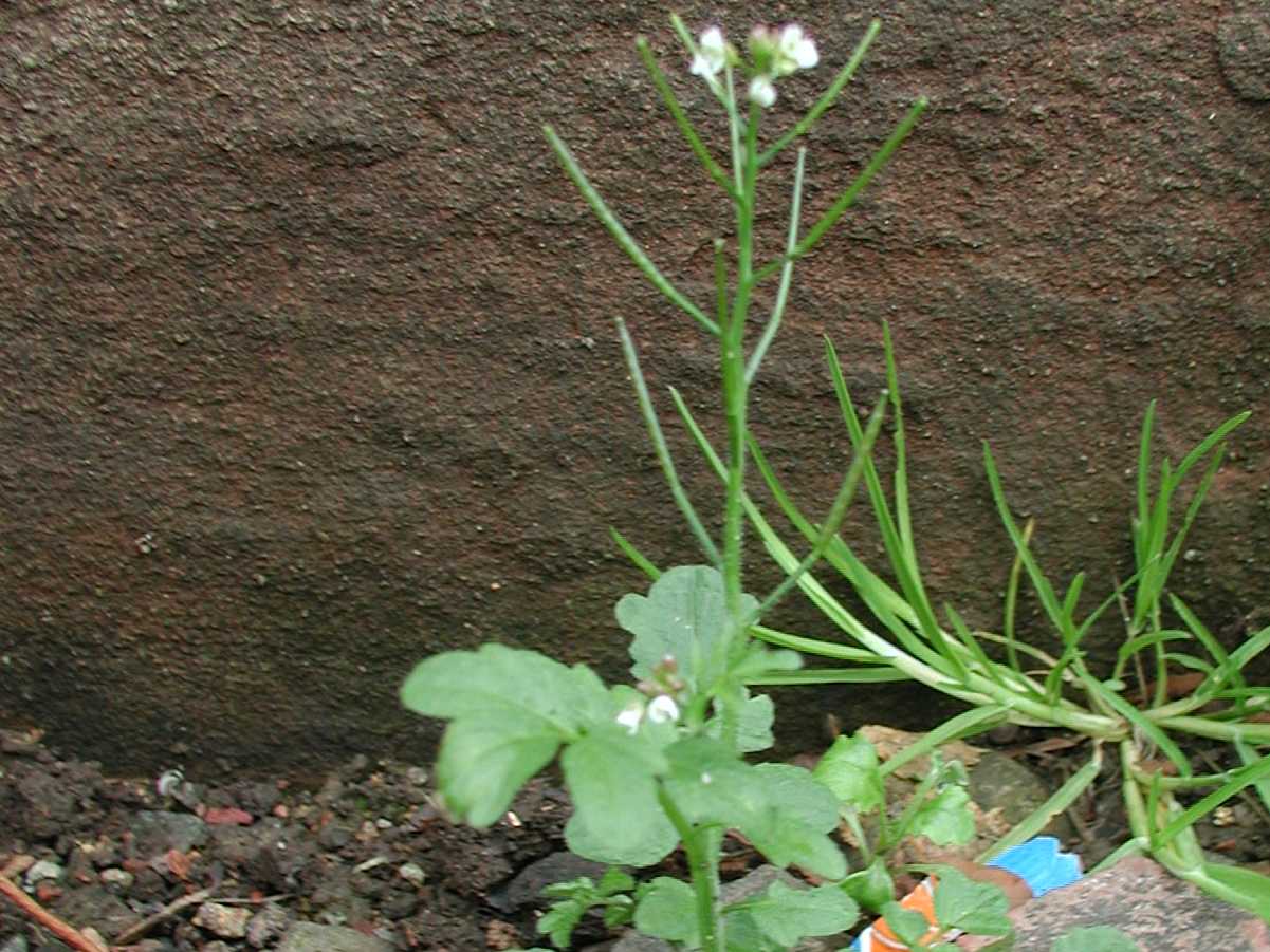 Hairy Bittercress