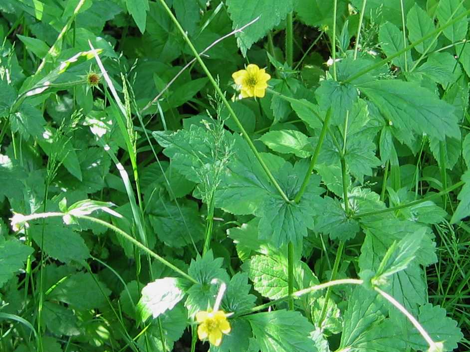 Herb Bennet