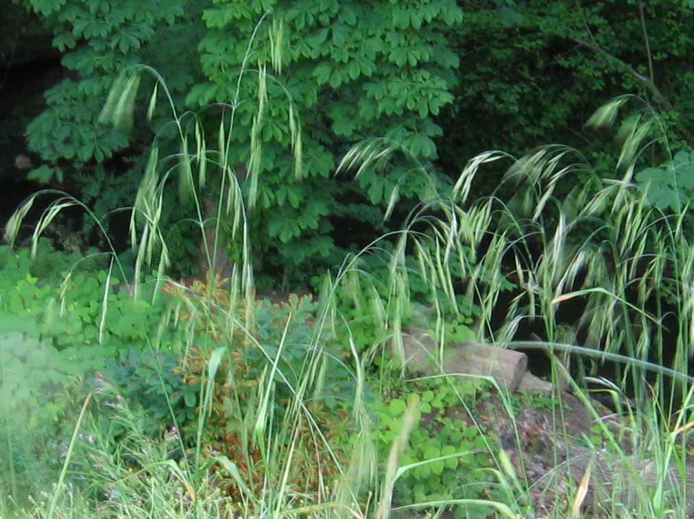 Hairy Brome