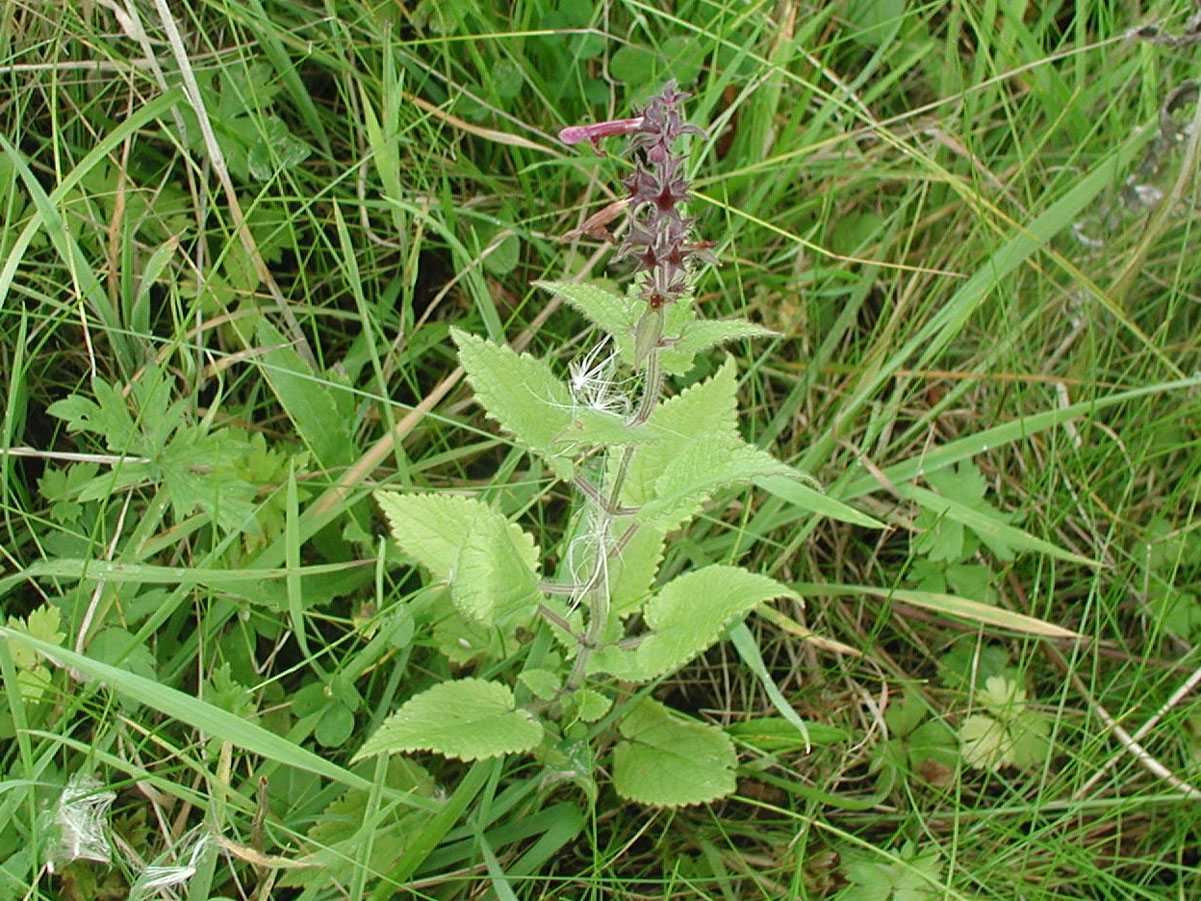 Hedge Woundwort