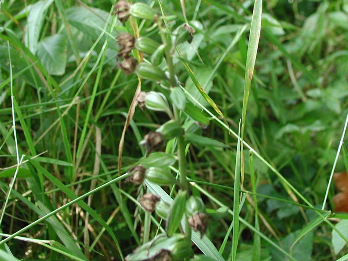 Broad-Leaved Helleborine