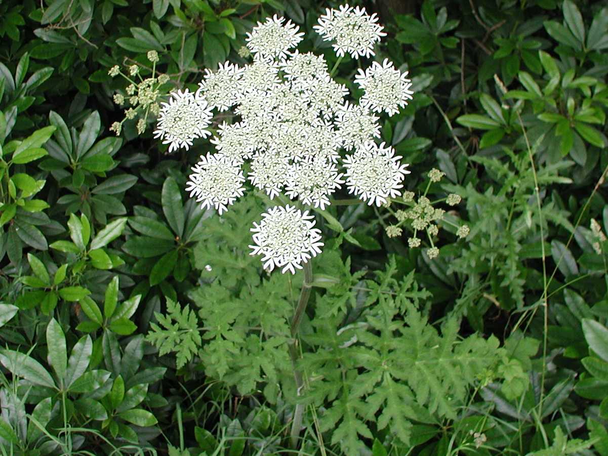 Hogweed