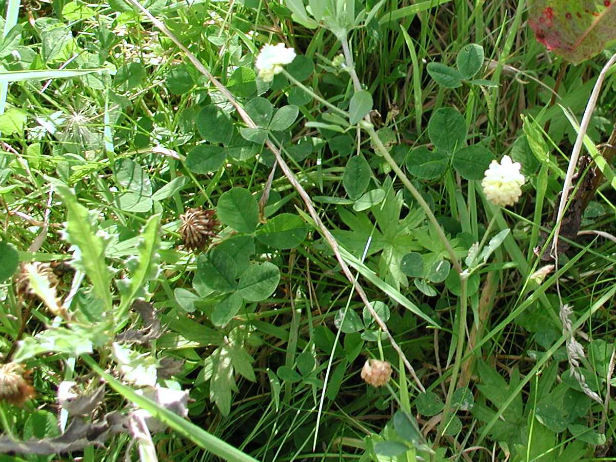 Hop Trefoil
