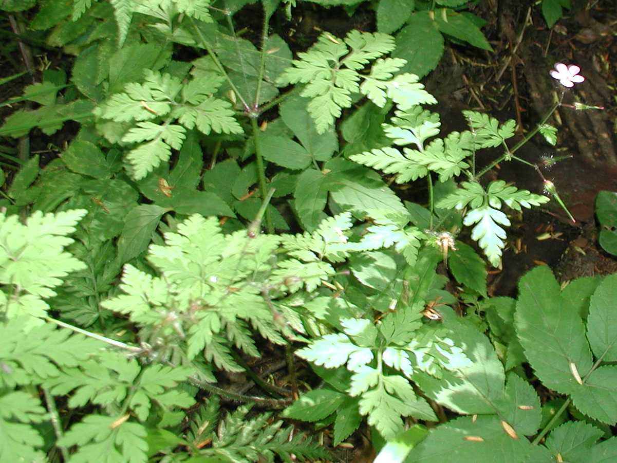 Herb Robert