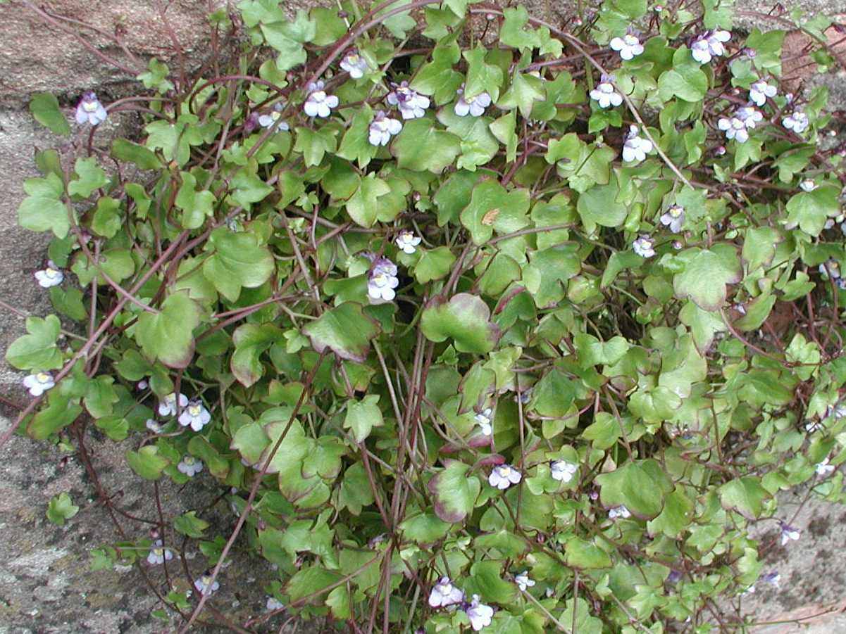 Ivy-Leaved Toadflax