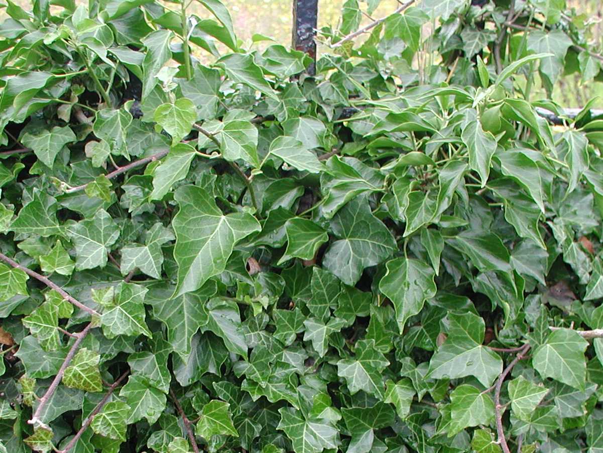 Ivy