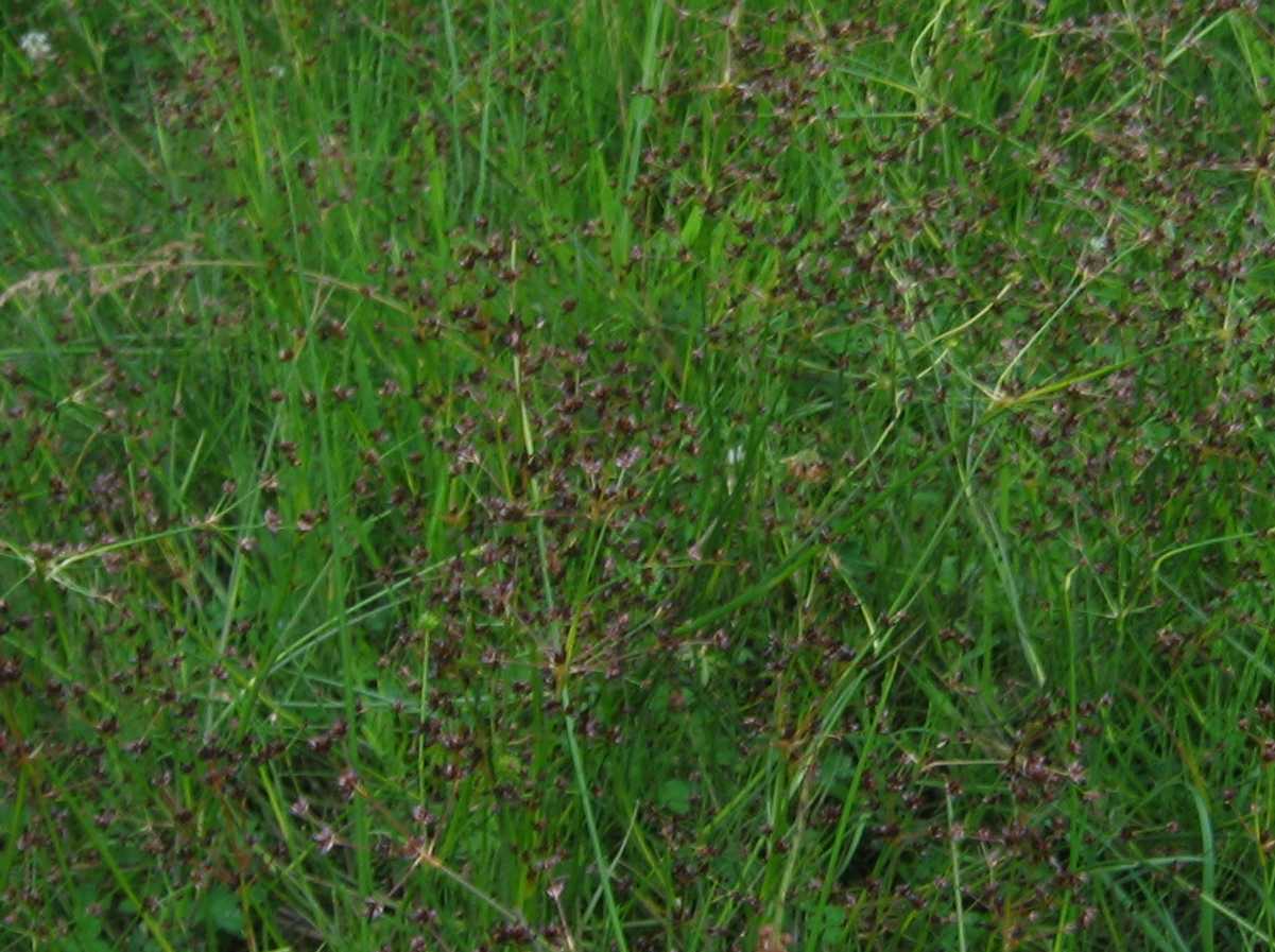 Jointed Rush