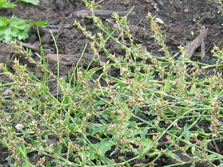 Knotgrass