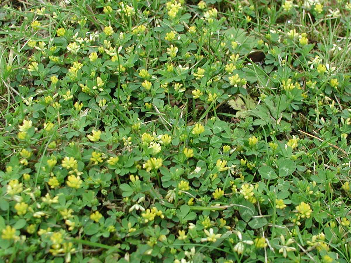 Lesser Trefoil