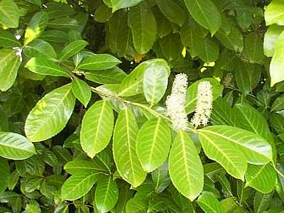 Cherry Laurel