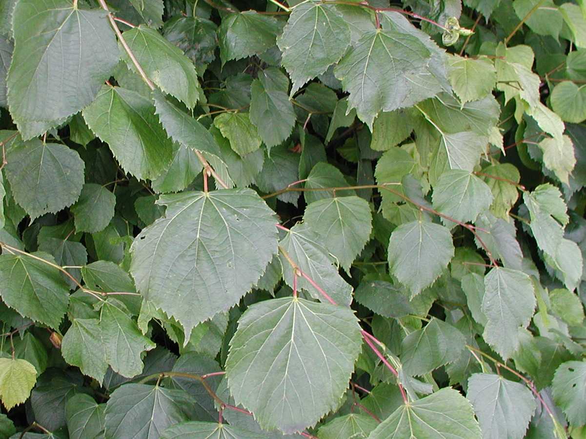 Common Lime