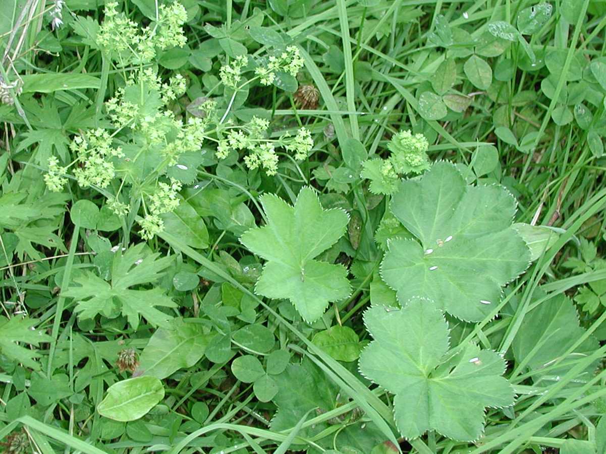 Lady's Mantle