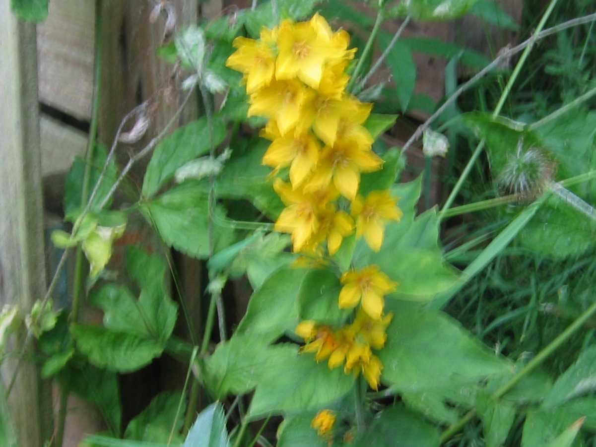 Yellow Loosestrife