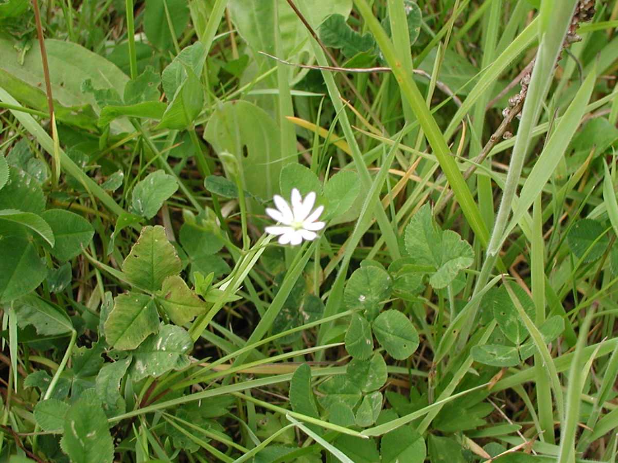 Lesser Stitchwort
