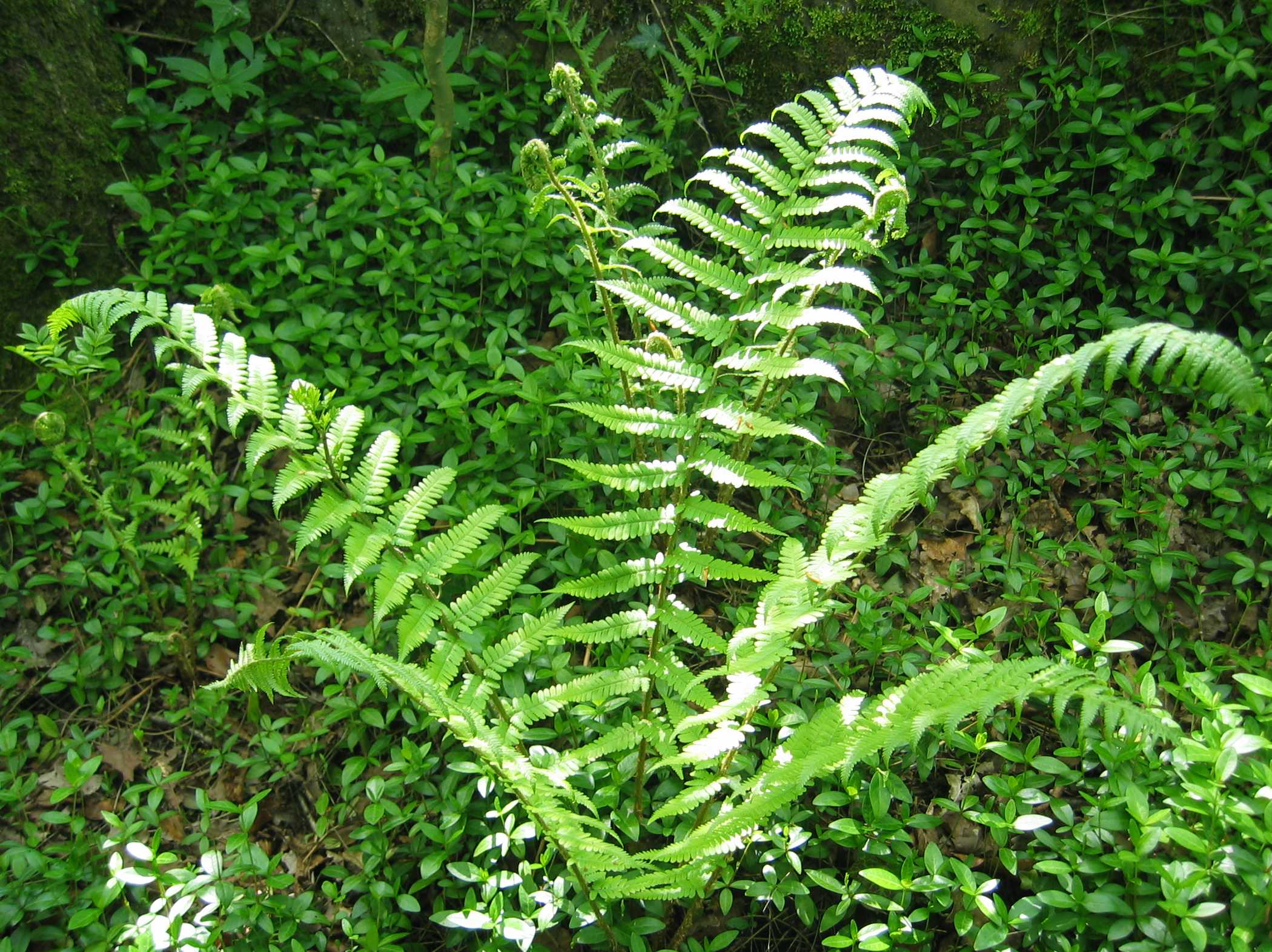 Male Fern