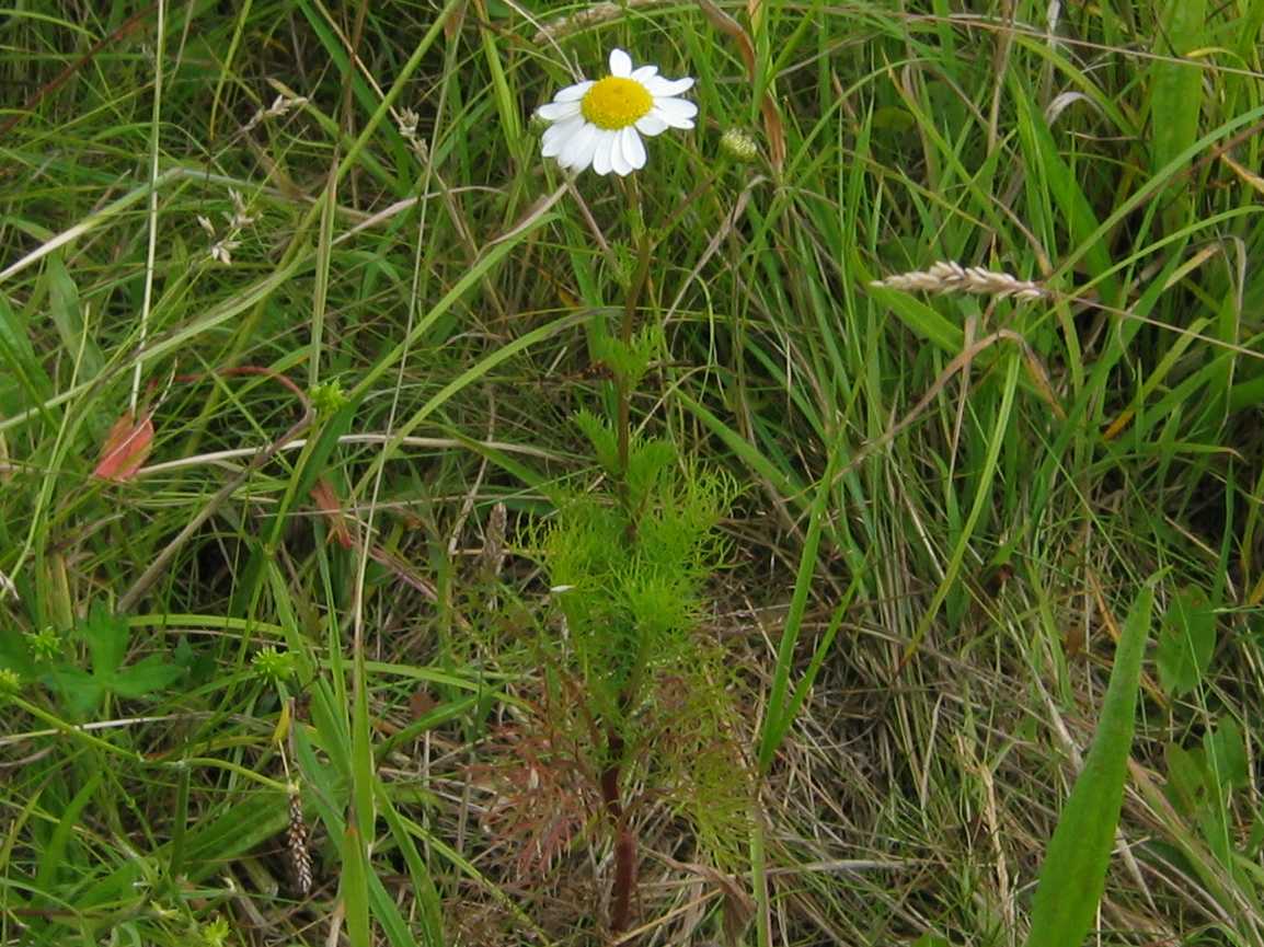 Scentless Mayweed